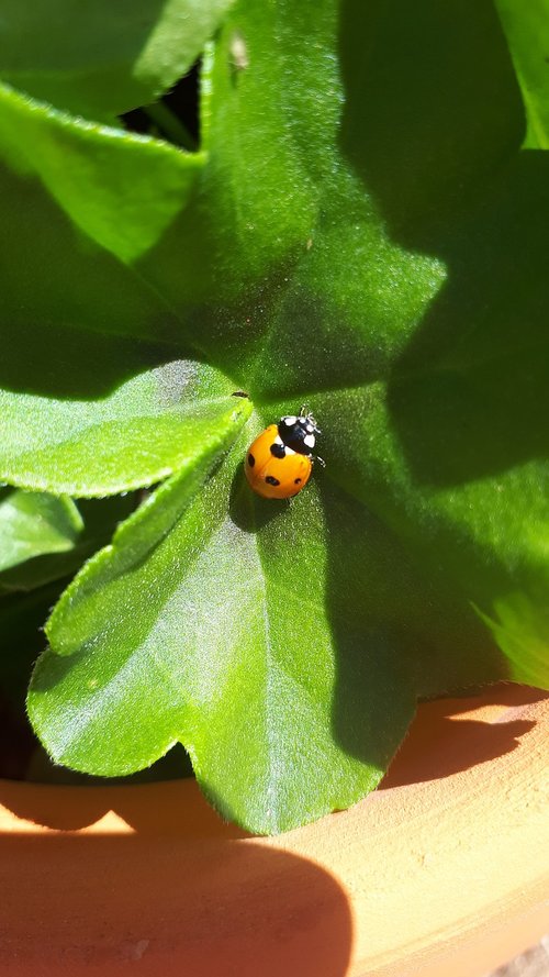 ladybug  insect  garden