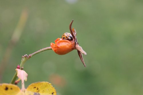 ladybug  ladybird  insect