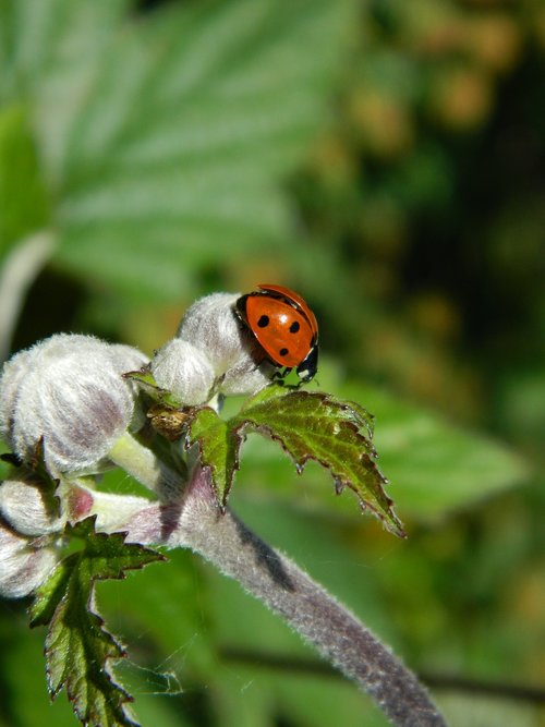 ladybug  beetle  nature