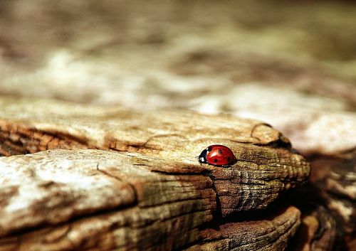 ladybug brown nature