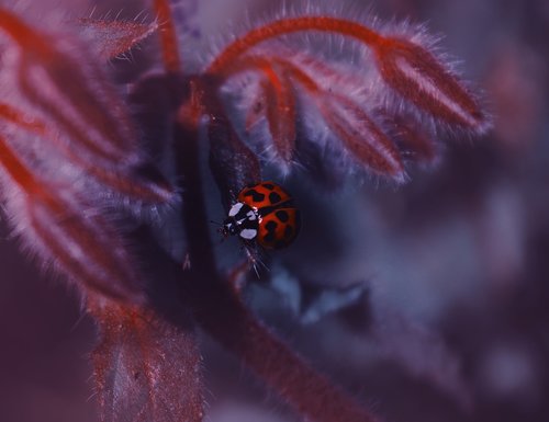 ladybug  nature  insect