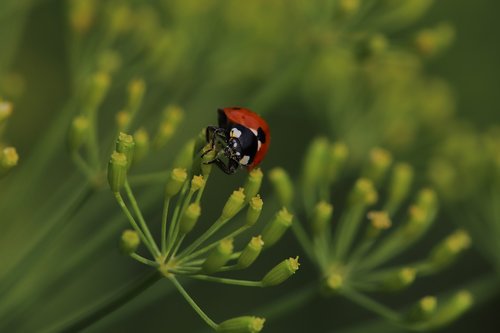 ladybug  insect  dill