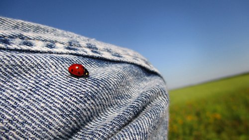 ladybug  coccinellid  insect
