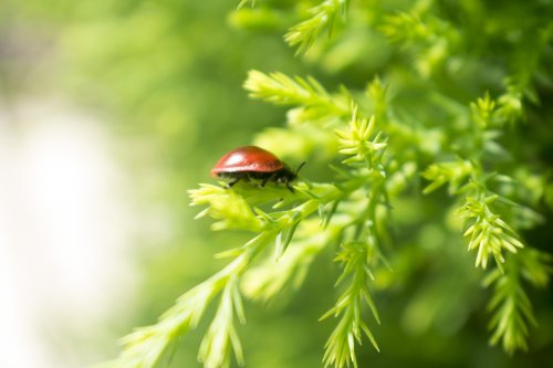ladybug  nature  insects