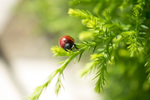 ladybug  insects  flower