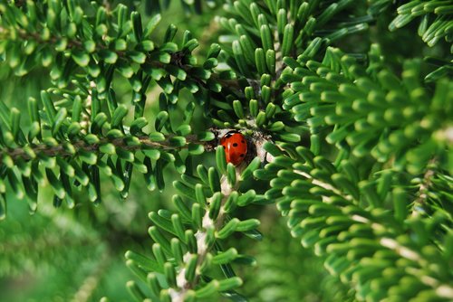 ladybug  garden  insect