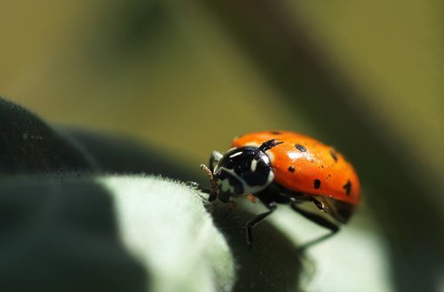 ladybug  insect  nature