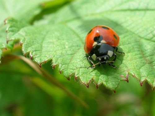 ladybug sheet ladybird