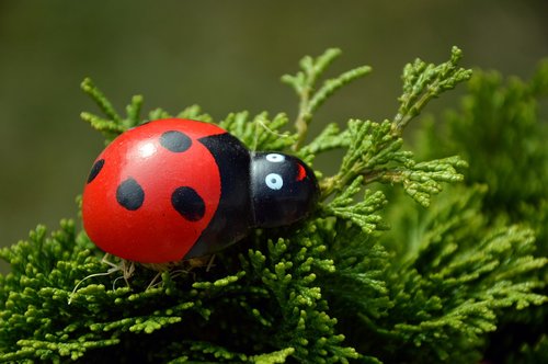 ladybug  spotted  beetle