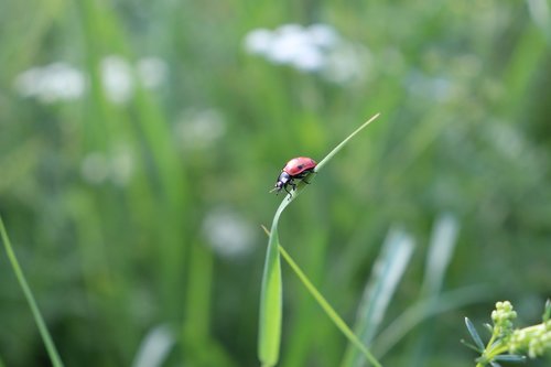 ladybug  meadow  insect