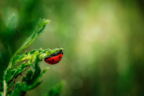 ladybug  insect  beetle