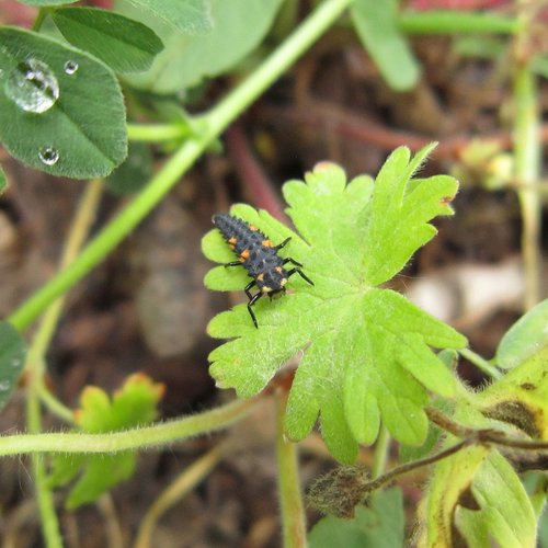 ladybug  larvae  insect