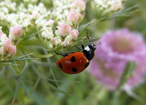 ladybug ladybird sedmitečné