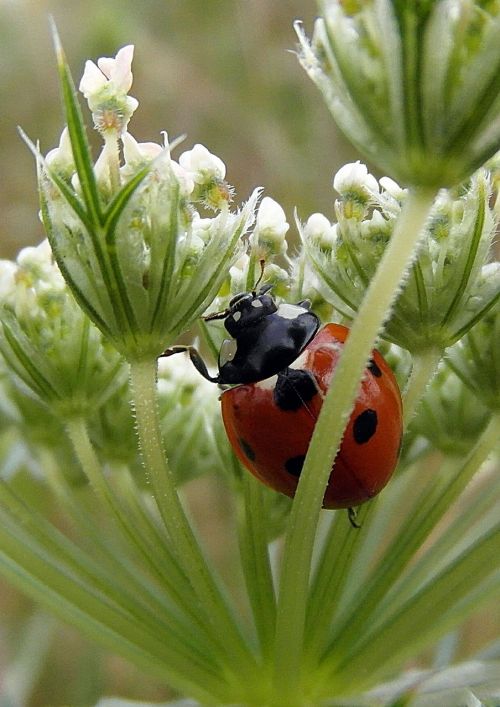 ladybug ladybird sedmitečné