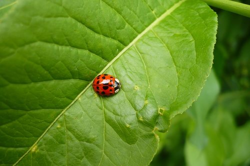 ladybug  red  green