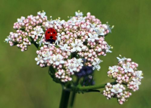 ladybug blossom bloom