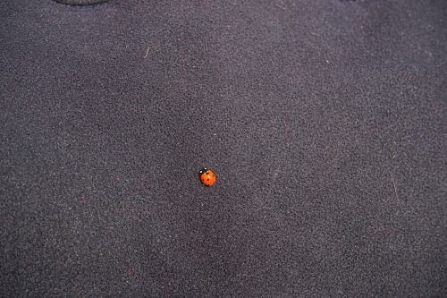ladybug beetle small
