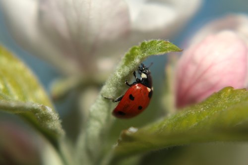 ladybug  spring  insect