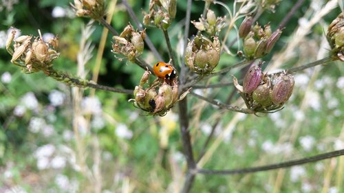 ladybug  nature  life