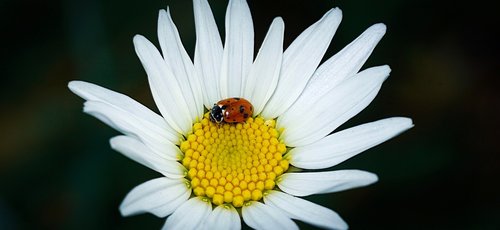 ladybug  marguerite  beetle