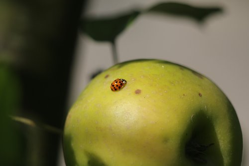 ladybug  insect  nature