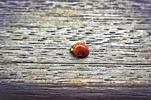 ladybug  insect  lucky charm