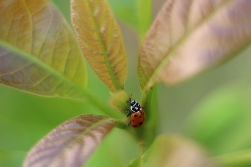 ladybug  insect  coccinellida