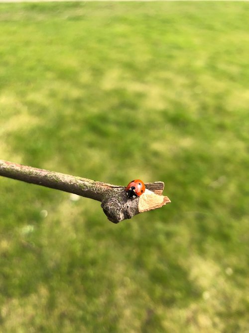 ladybug  branch  wood
