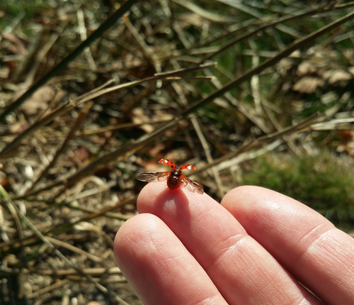 ladybug  nature  bug