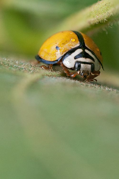 ladybug insect macro