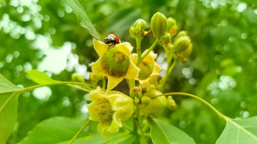 ladybug  green  nature