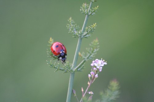 ladybug  nature  plant