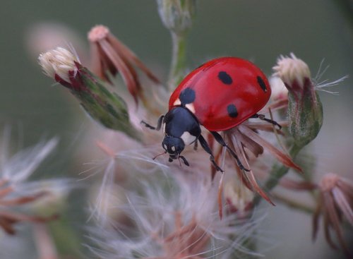 ladybug  nature  plant