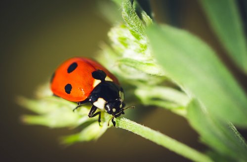 ladybug  nature  insect