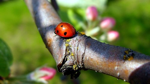 ladybug  nature  insect