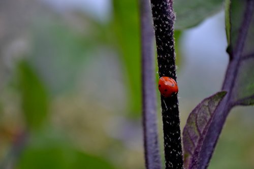 ladybug  red  green
