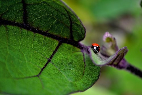 ladybug  red  green