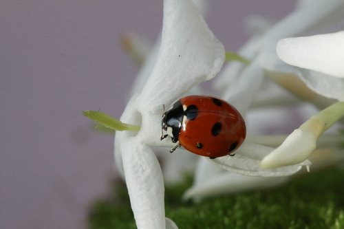 ladybug  insect  spring