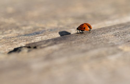 ladybug  spring  nature