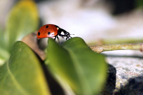 ladybug  macro  insect