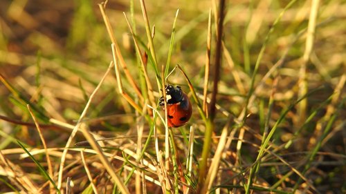 ladybug  nature  grass