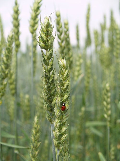 ladybug  corn  agriculture