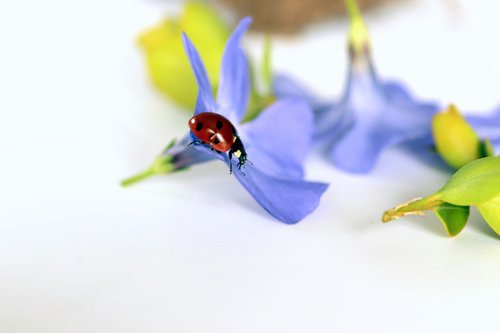 ladybug  beetle  luck