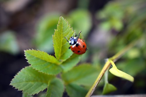 ladybug  beetle  insect