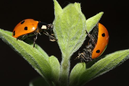 ladybug  leaf  beetle
