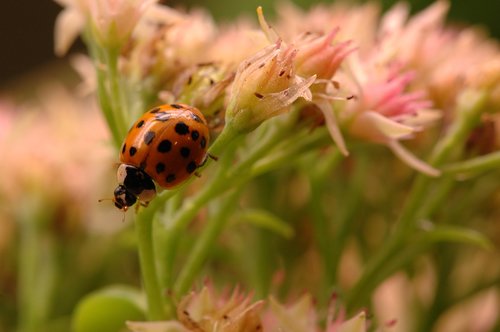 ladybug  insect  bloom