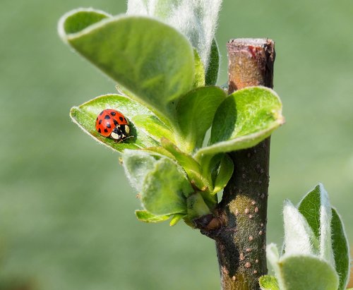 ladybug  foliage  red