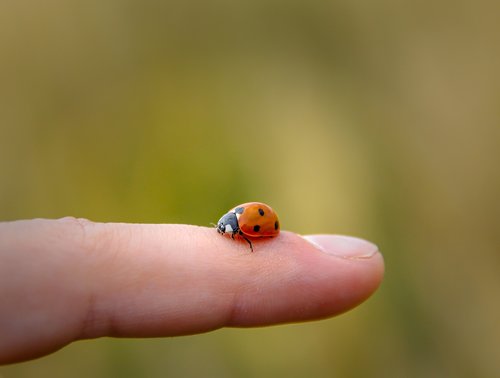 ladybug  animal  nature