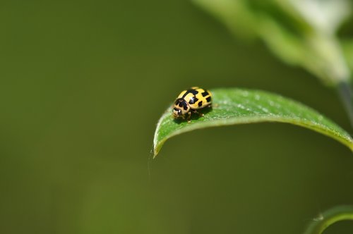 ladybug  bug  nature