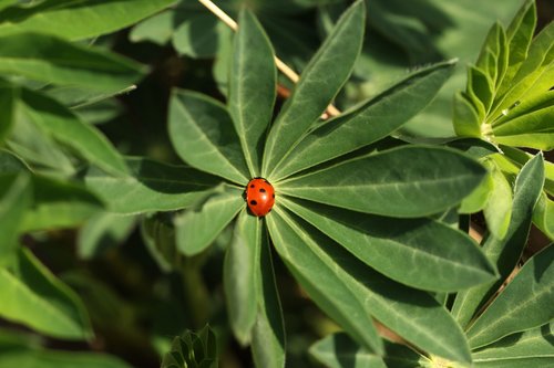 ladybug  nature  leaf